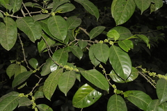 Casearia ovata